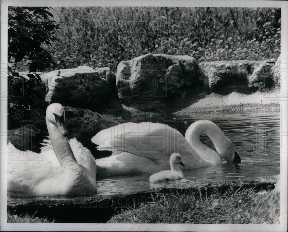 1972 Press Photo Detroit Zoo Swans - Historic Images