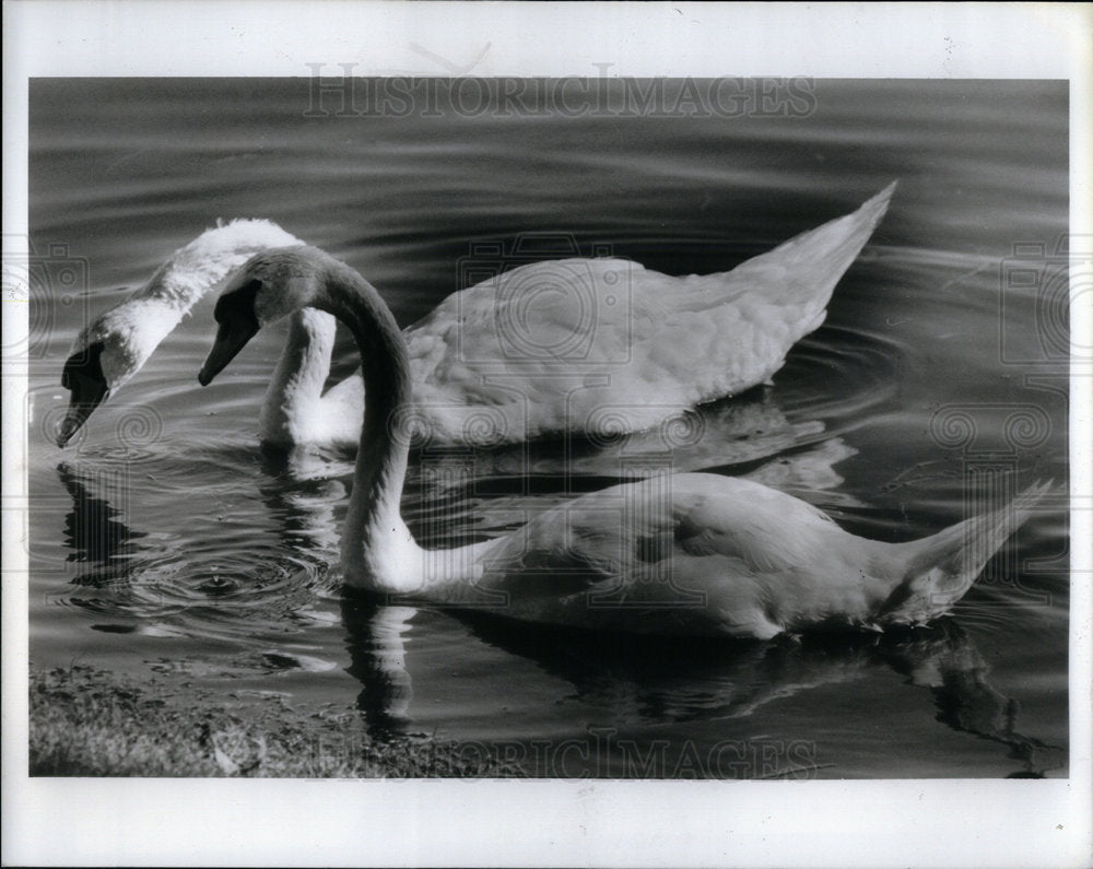 1986 Press Photo Swan Michigan - Historic Images