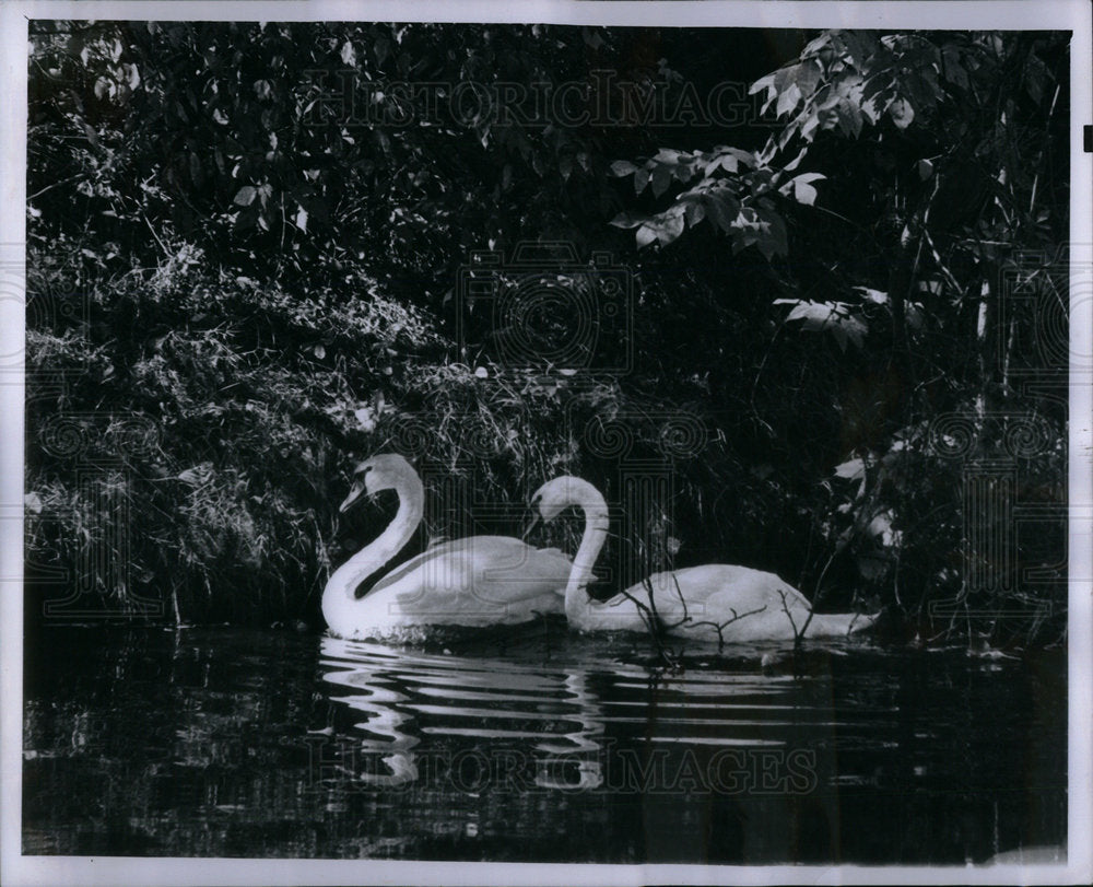 1960 Press Photo Birds Swan - Historic Images