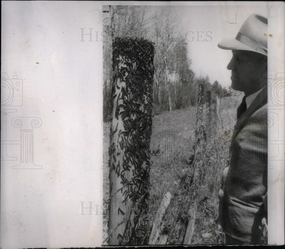 1951 Press Photo Caterpillar Invasion Post Febe Minor - Historic Images