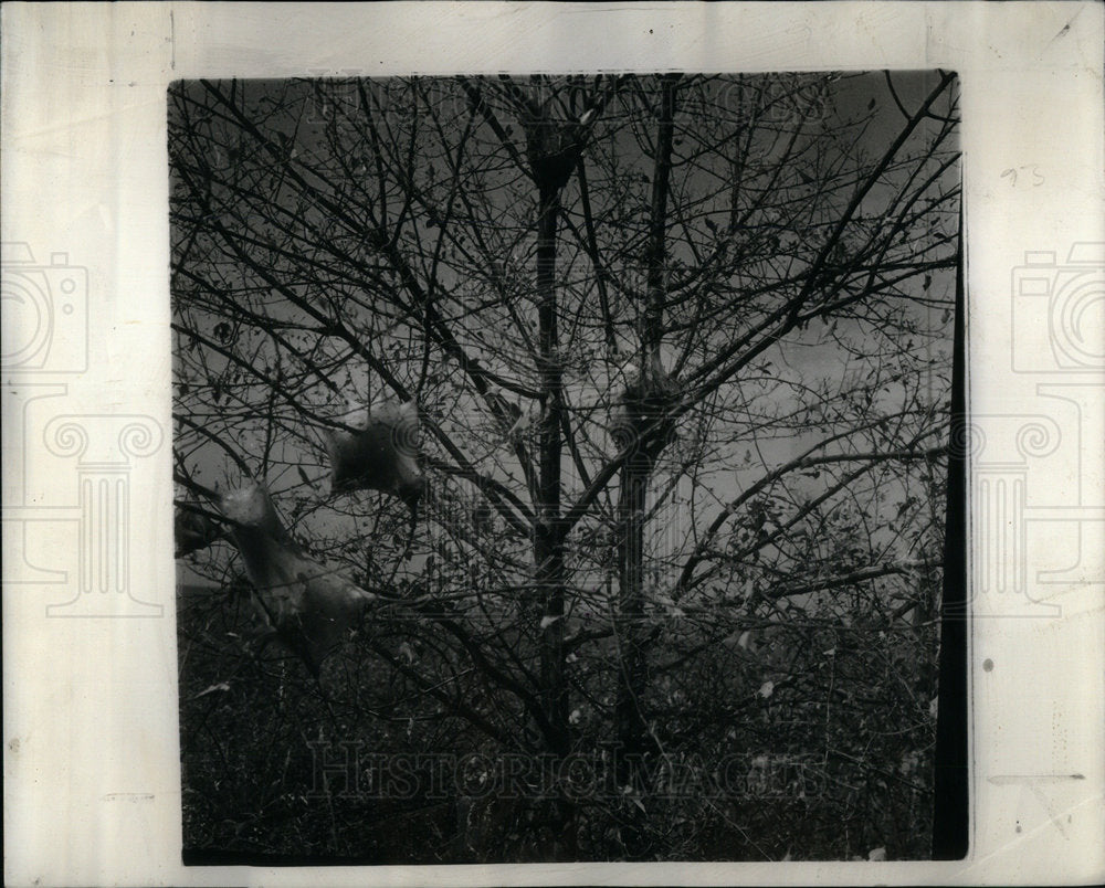 1940 Press Photo Tent Caterpillar Cherry Tree Belvidere - Historic Images