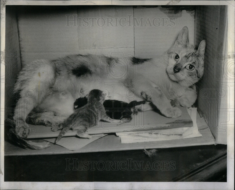 1957 Press Photo Cat More Kittens Stock Yards Station - Historic Images