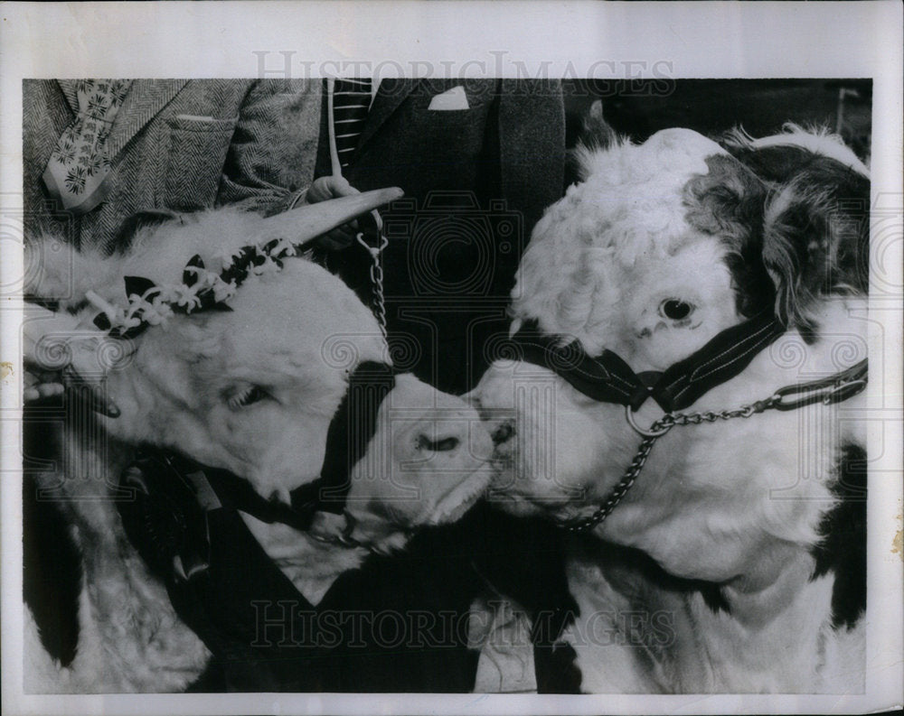 1954 Press Photo Alf and his mate Lady. - Historic Images