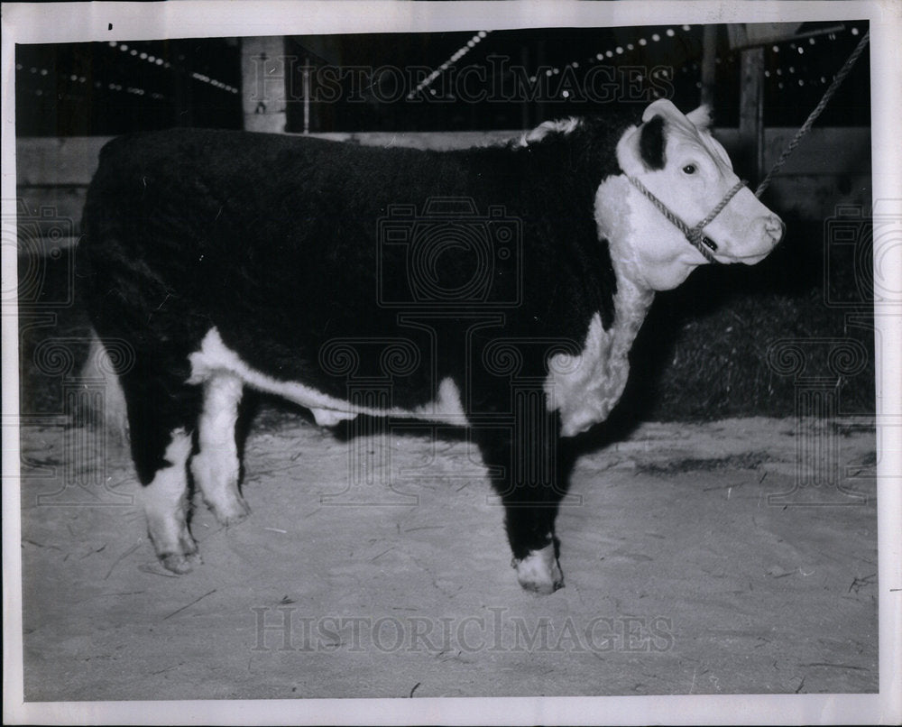 1967 Press Photo Cattle Heeds Hartford - Historic Images