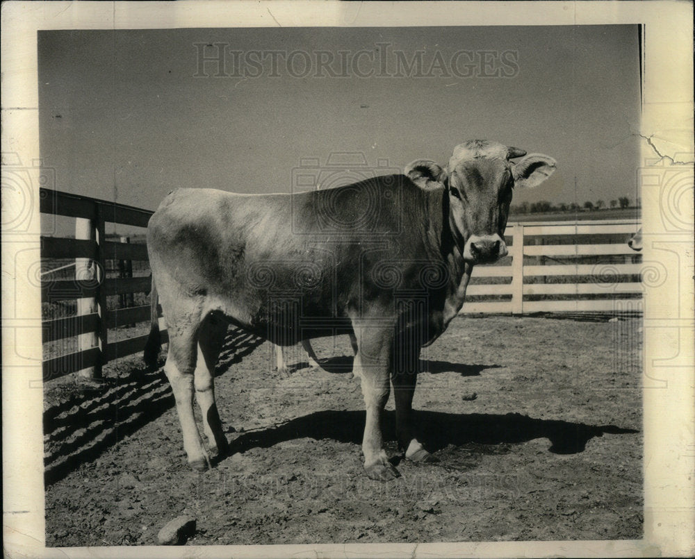 1941 Press Photo Heifers  Carry Blood Of Their Mother - Historic Images