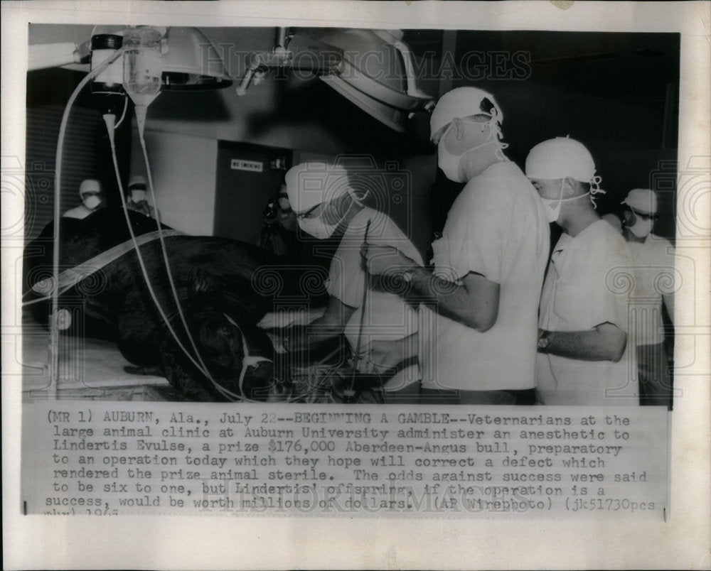 1965 Press Photo Veterinarians Auburn University animal - Historic Images
