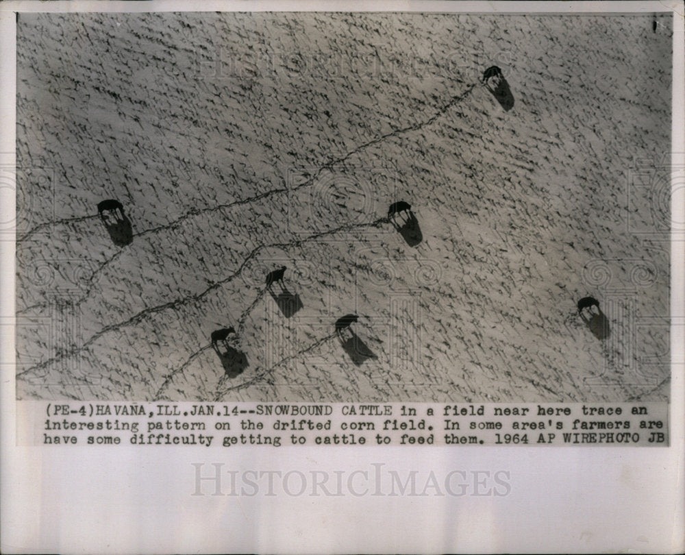 1964 Press Photo Snowbound Cattle Drifted Corn Field - Historic Images