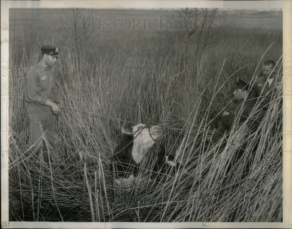 1960 Press Photo Animal Welfare League Steer Doty Show - Historic Images