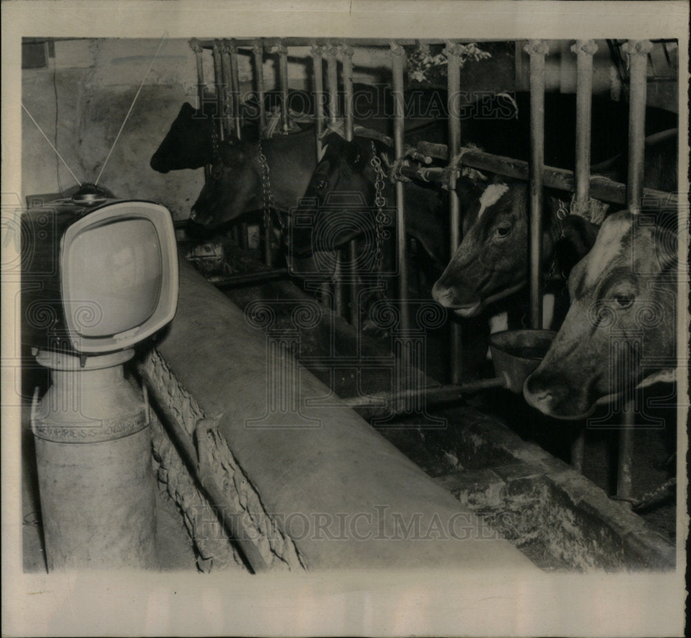 1961 Press Photo Cows Cattle Axmouth Devon England - Historic Images