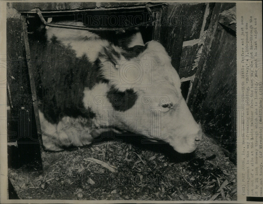 1949 Press Photo Whitey the Cow In a Tight Spot - Historic Images