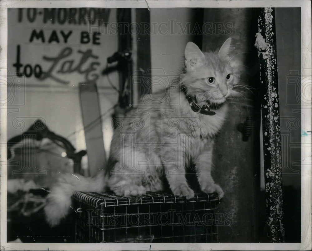 1952 Press Photo Viola Larson Animal Shelter Angora Cat - Historic Images