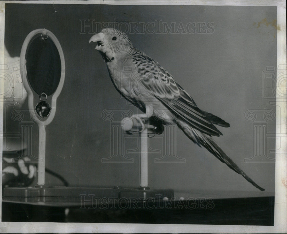 1953 Press Photo Parakeet Bird - Historic Images