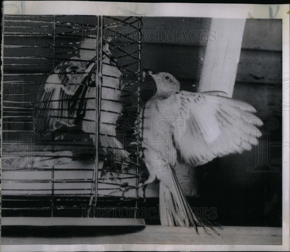 1961 Press Photo Mocking Bird - Historic Images