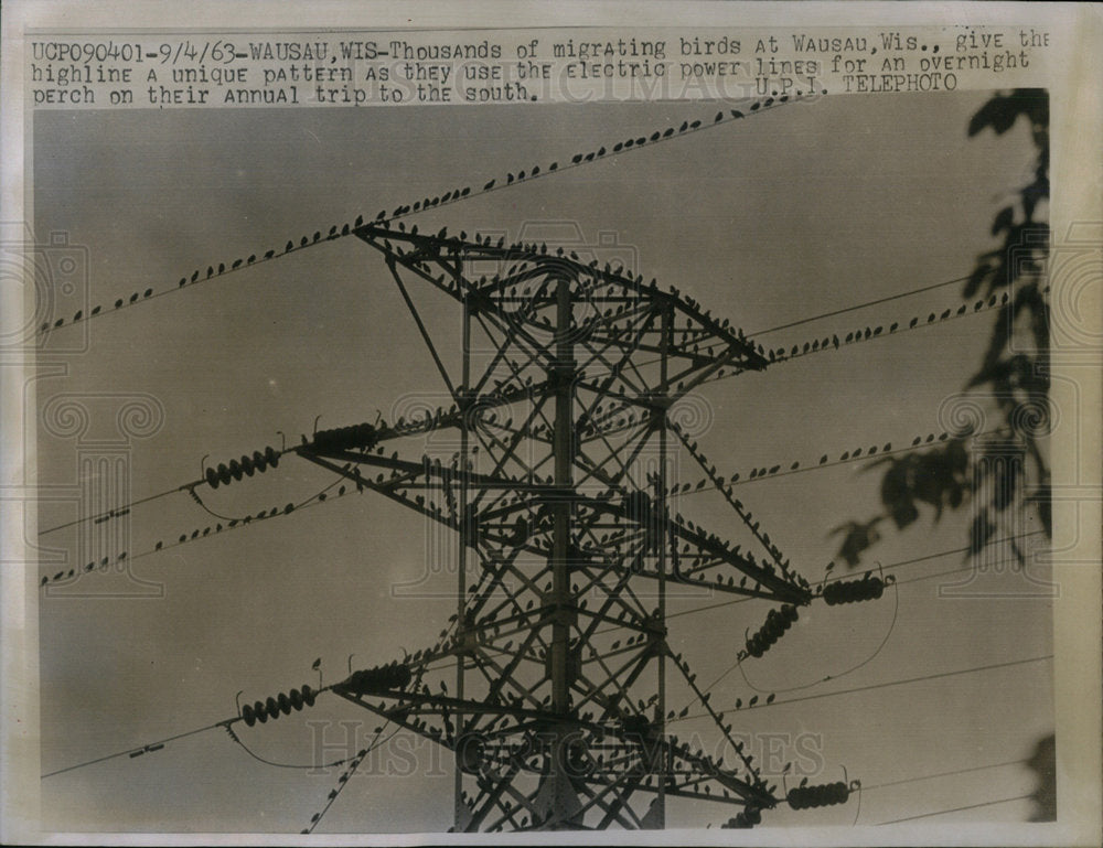 1963 Press Photo Birds Migrating Electric Power Lines - Historic Images