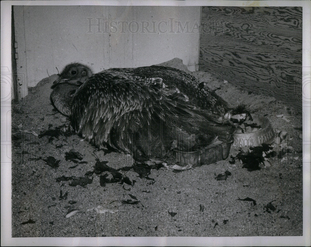 1953 Press Photo Egging NY female American Ostrich Egg - Historic Images