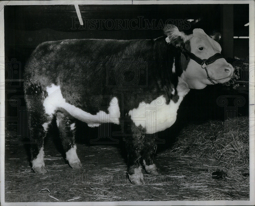 1972 Press Photo Cattle Beef Prices - Historic Images