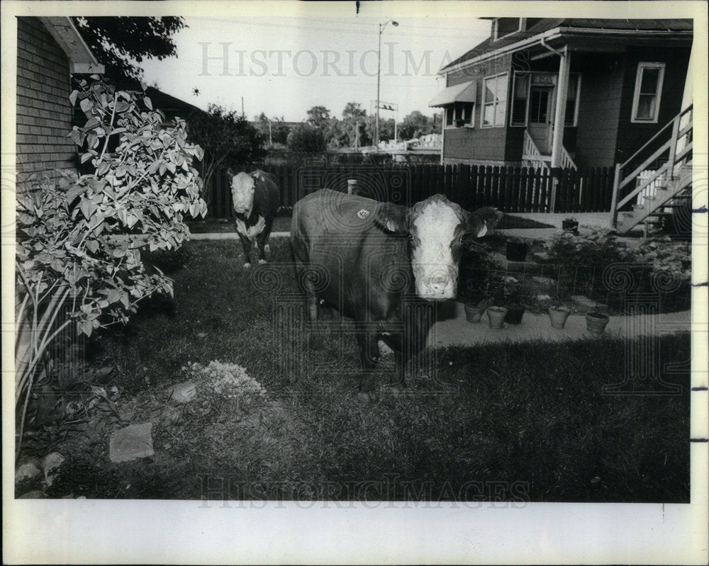 1982 Press Photo Cattle Kennedy Expy Jush Hamlin - Historic Images