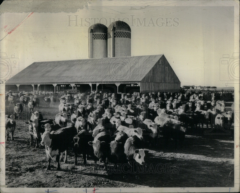 1973 Press Photo Cattle Feeding n Stevens County - Historic Images