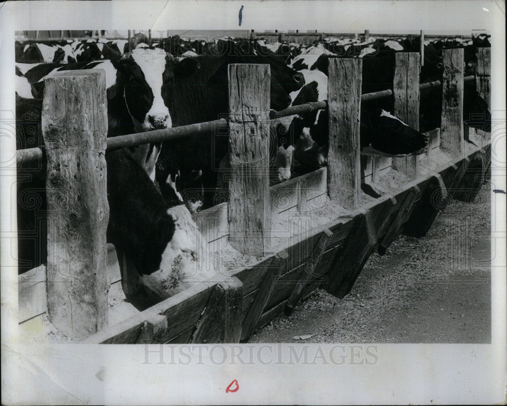 1973 Press Photo Cattle Livestock Expeditions Chicago - Historic Images