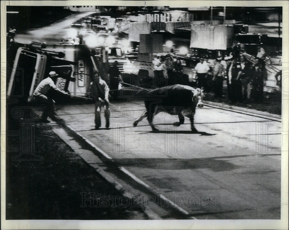 1982 Press Photo Cattle - Historic Images