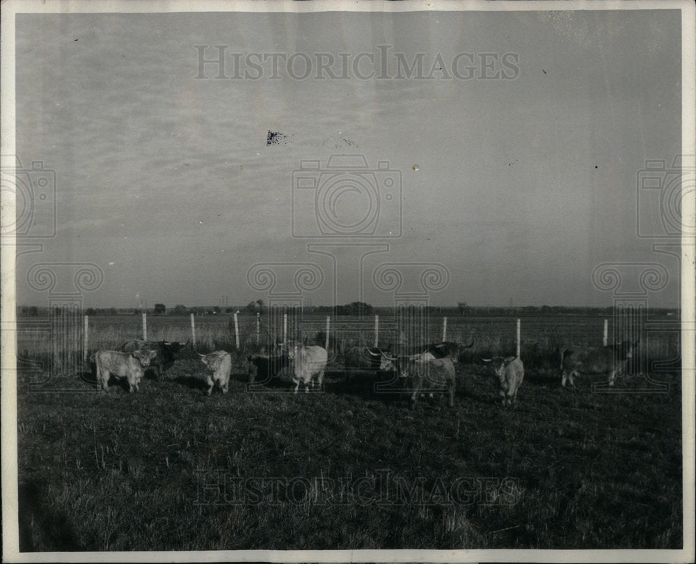 1973 Press Photo Scottish Highland herd grazes home - Historic Images