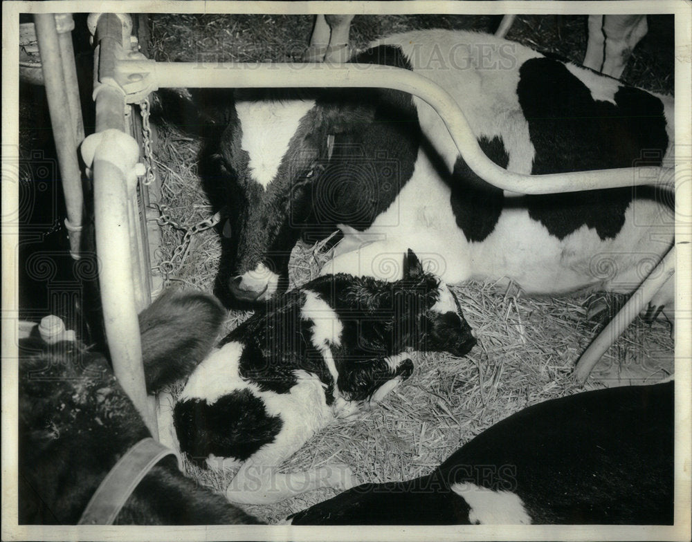 1964 Press Photo Lincoln Park zoo Cattle cows calves - Historic Images