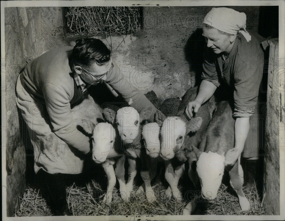 1961 Press Photo Mother Cow Has Quadruplets - Historic Images