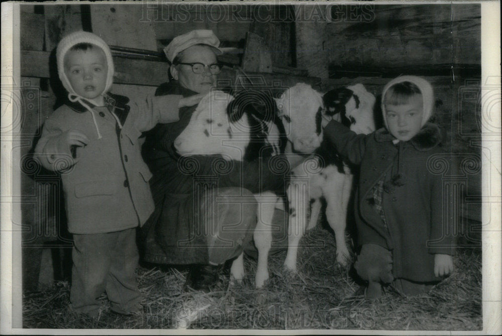 1962 Press Photo Twin Calves - Historic Images