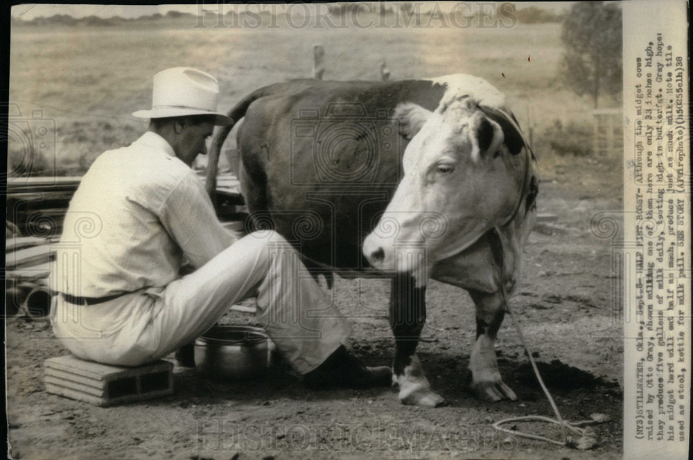 1938 Press Photo Midget Cows Produce 5 Gallons of Milk. - Historic Images