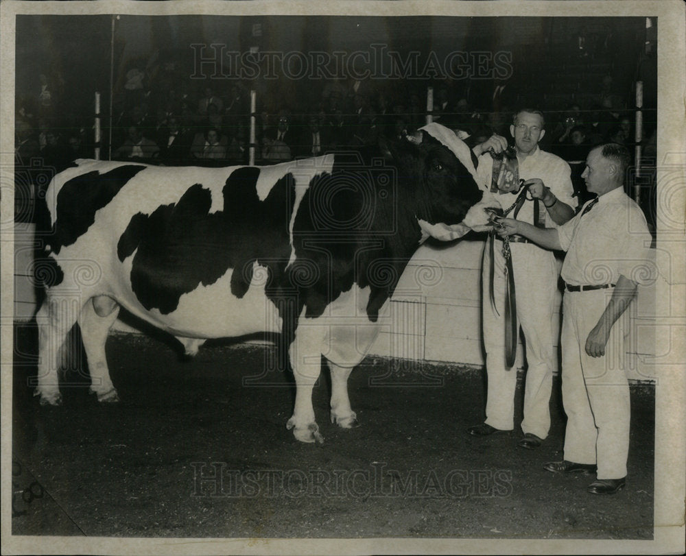 1953 Press Photo Grand Champion Bull Rock Rocket Tone - Historic Images