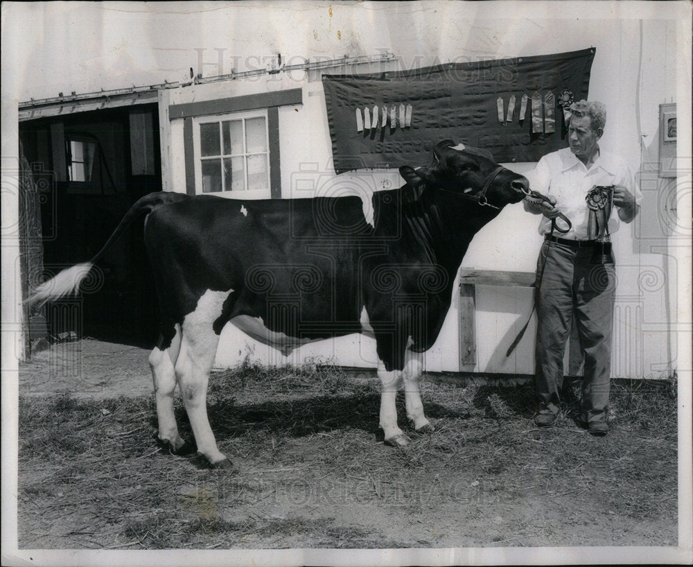 1952 Press Photo Hawthorn Cattle Cows - Historic Images