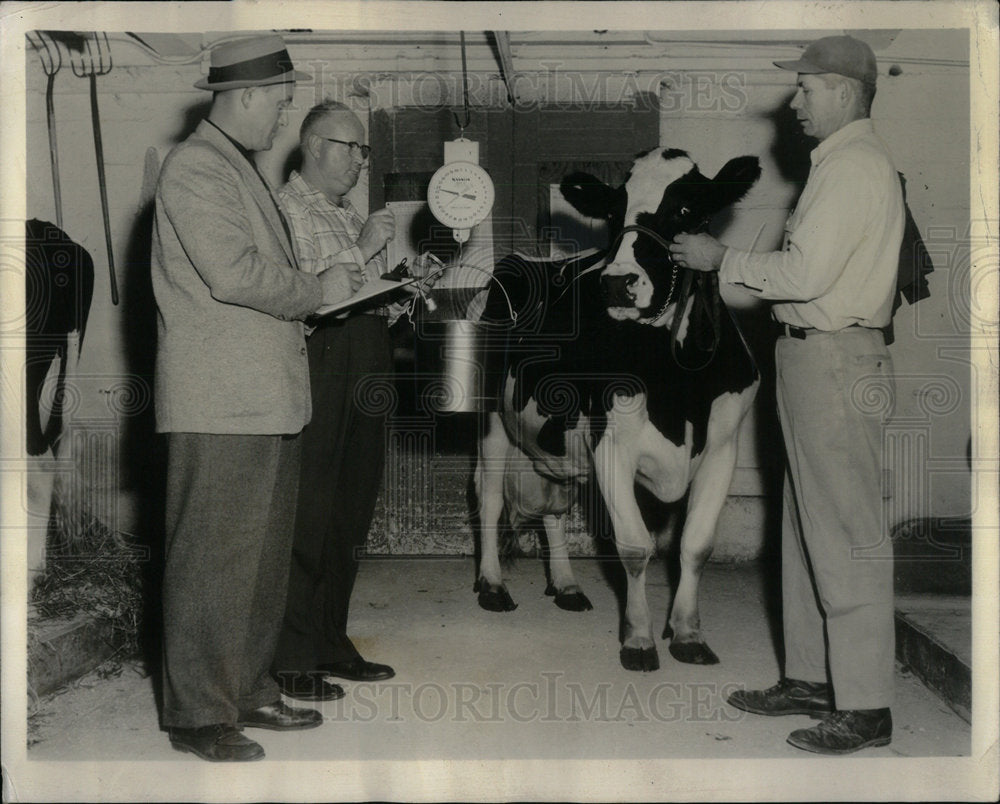 1960 Press Photo Moosehart Princess Star Cow Breed - Historic Images