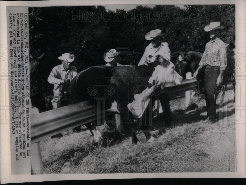 1963 Press Photo Breckenridge cattle drive Cowbands - Historic Images