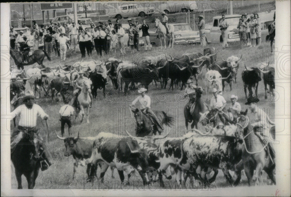 1966 Press Photo Longhorn steers trial drive cowboys TX - Historic Images