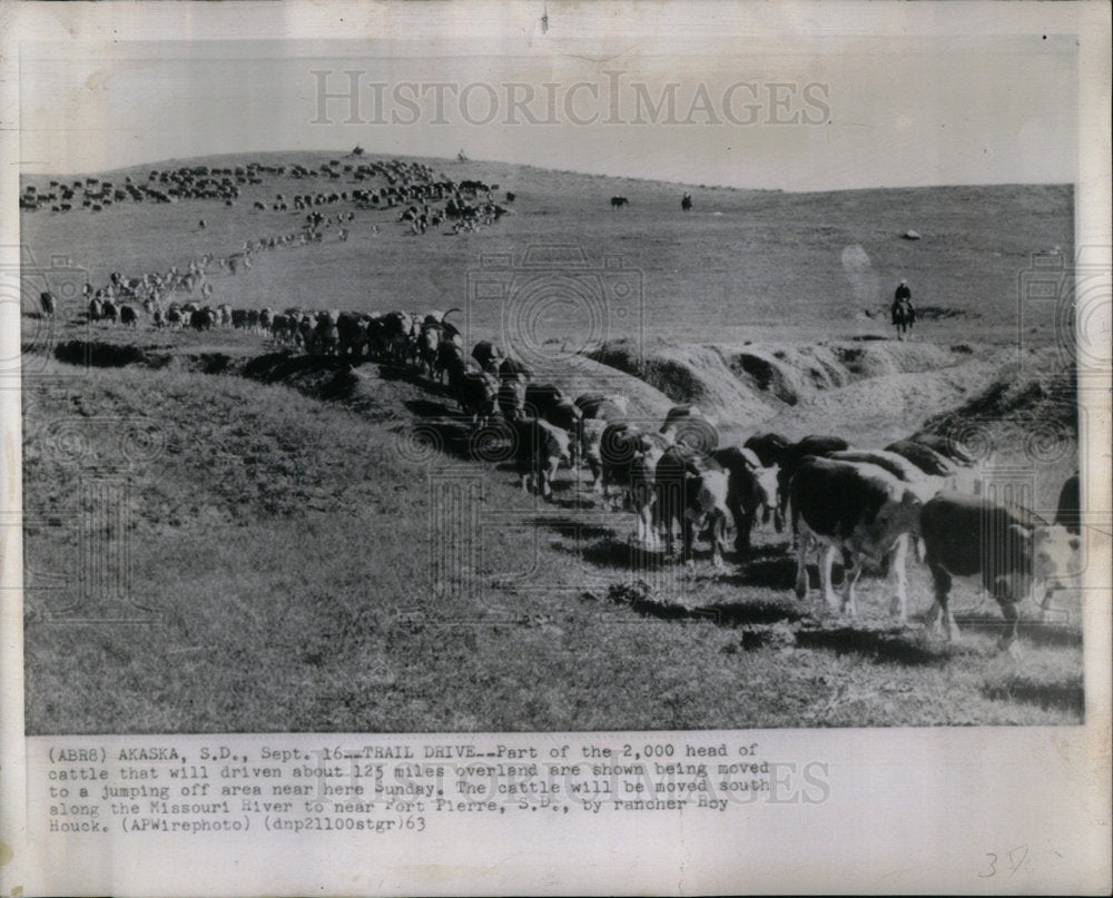 1963 Press Photo Trail Drive Cattle Sunday Driven Miles - Historic Images