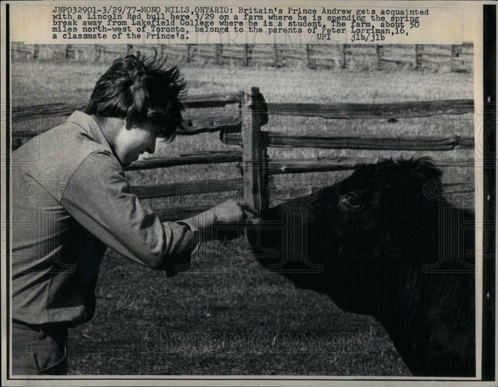 1977 Press Photo Red Bull Prince Britain Andrew - Historic Images