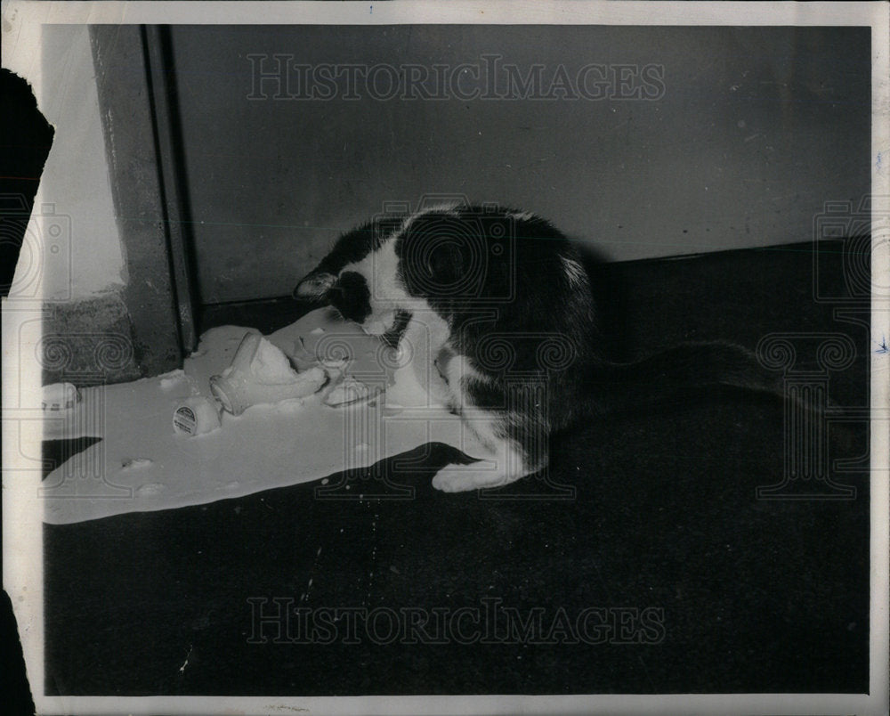 1961 Press Photo cat - Historic Images