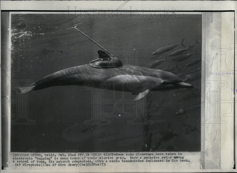 1973 Press Photo Porpoise with tuna - Historic Images