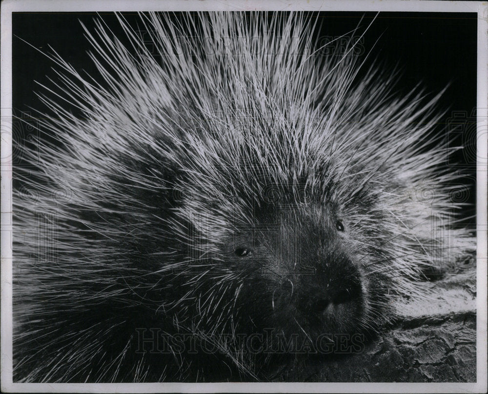 1956 Press Photo Porcupine - Historic Images