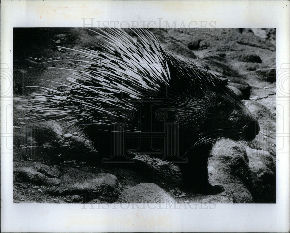 1982 Press Photo Porcupine at Detroit Zoo - Historic Images