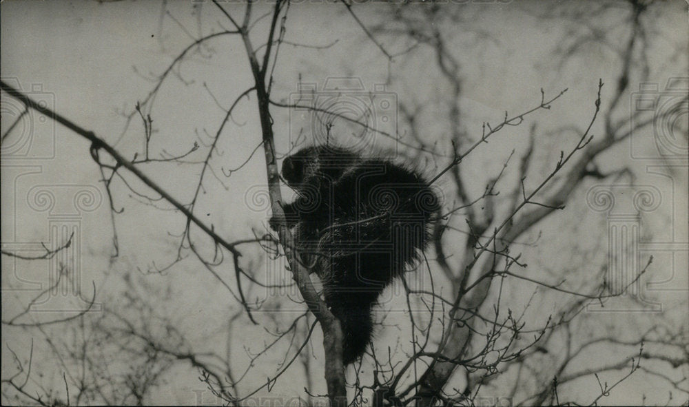 1952 Press Photo Porcupine Rodent Up Tree Winter - Historic Images