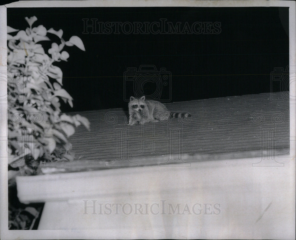 1959 Press Photo Raccoon Berkley Michigan Pangrossi - Historic Images