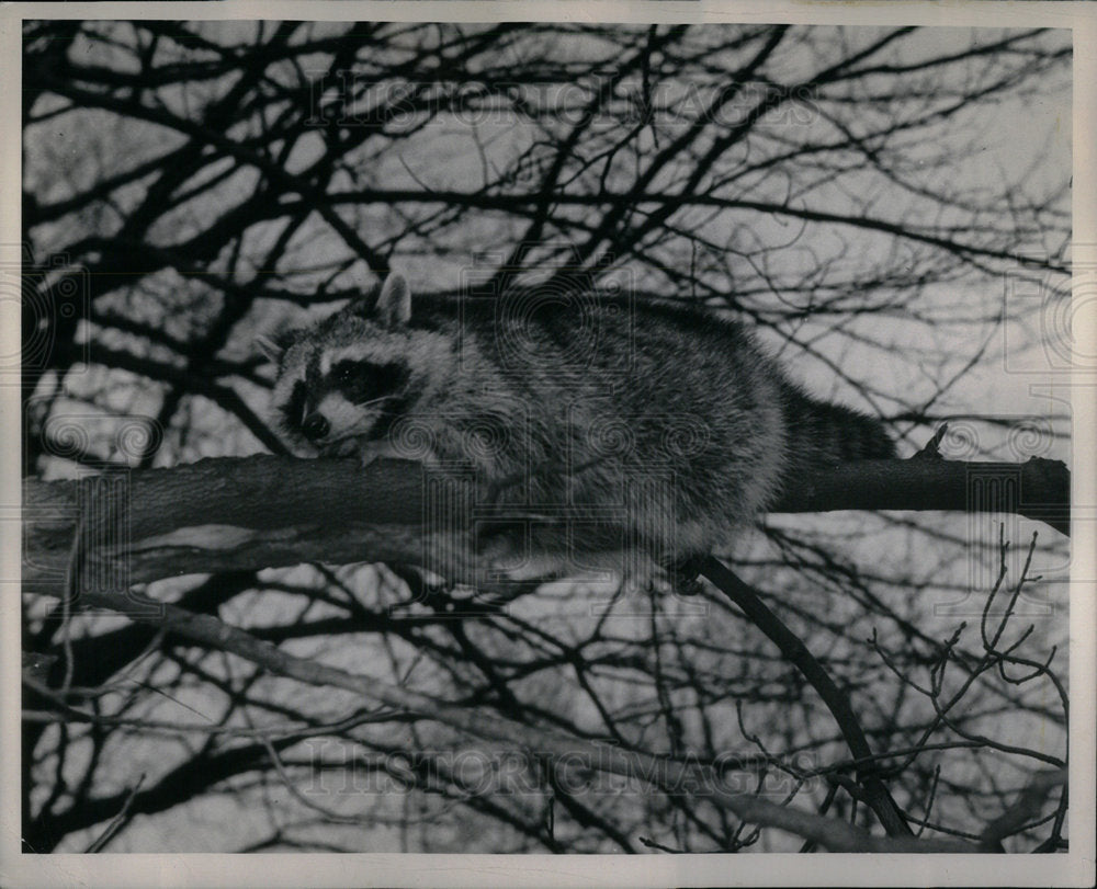 1949 Press Photo Raccoons - Historic Images