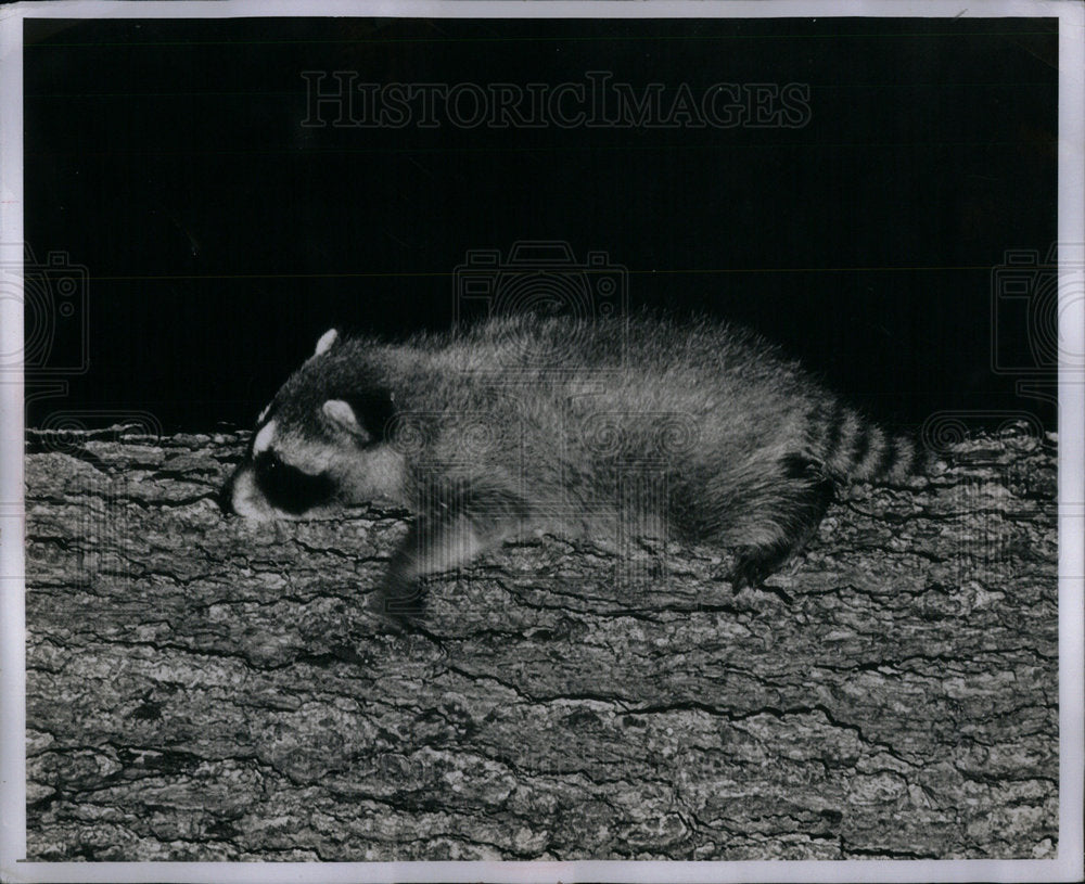 1952 Press Photo Young Raccoon - Historic Images