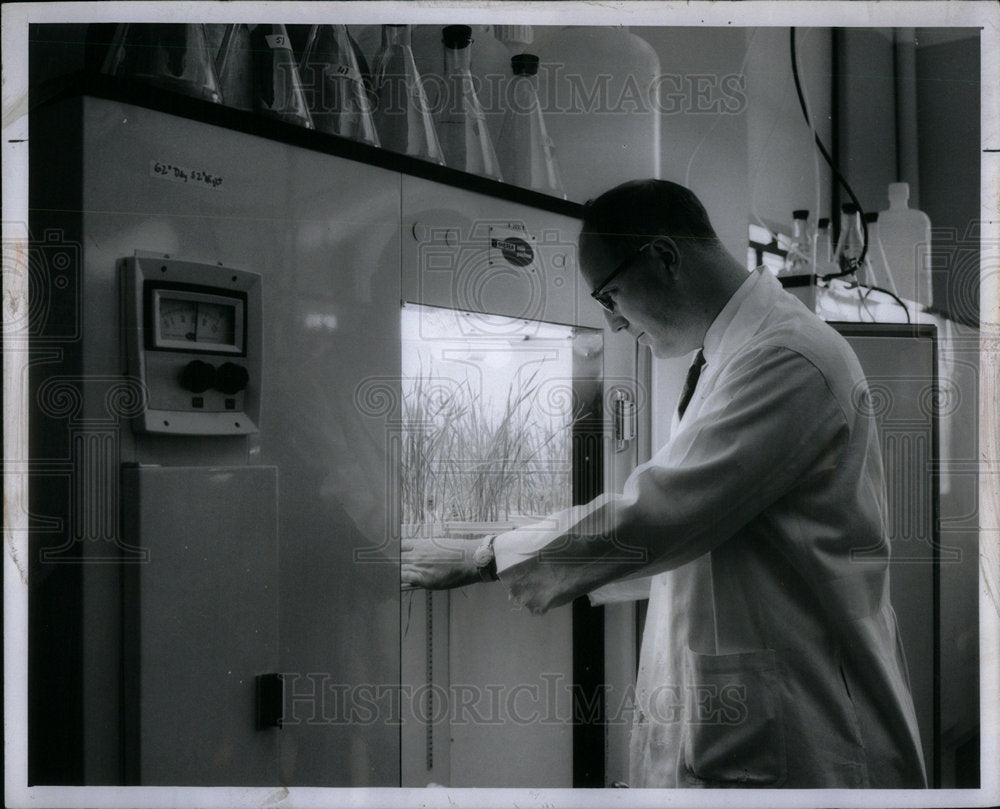 1967 Press Photo High Protein Rye Plants - Historic Images