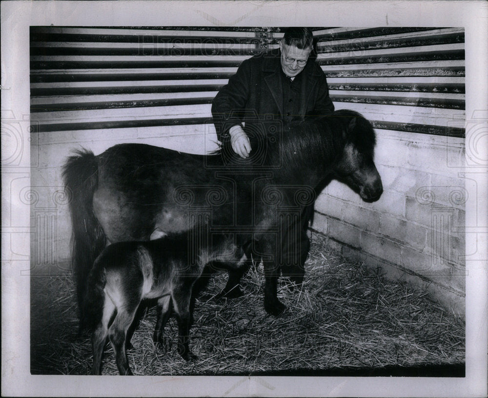 1947 Press Photo Detroit Zoo Ponies - Historic Images