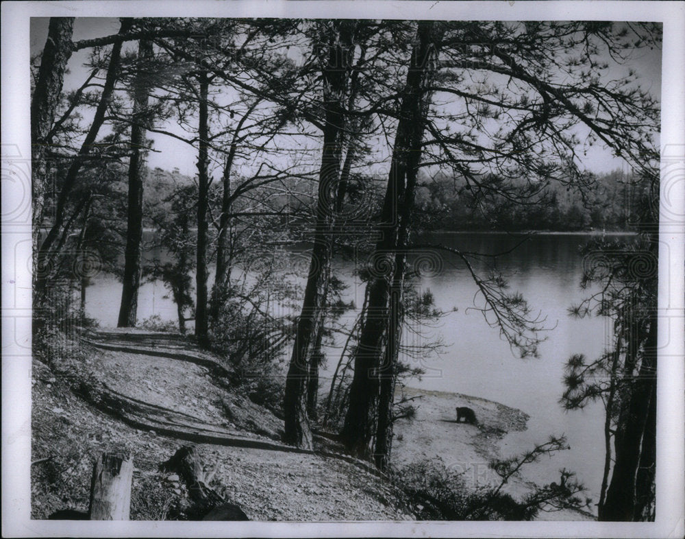 1957 Press Photo Animal Pond drinking water Trees place - Historic Images