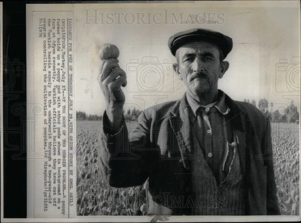 1976 Press Photo Poppy Flowering Plant Group Chicago - Historic Images