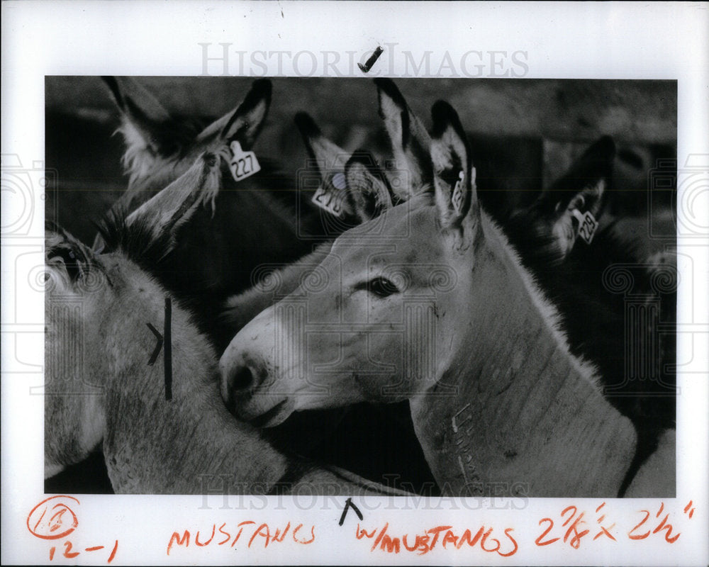 1986 Press Photo Wild Burros Arizona waiting adoption - Historic Images