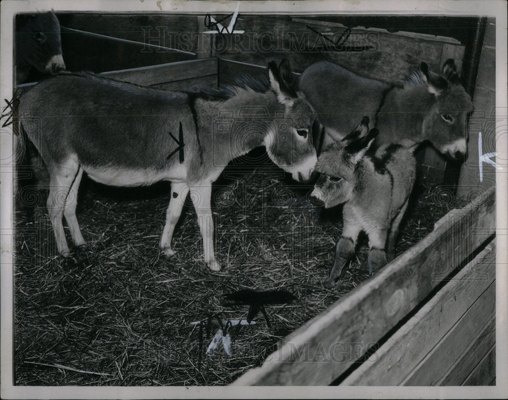 1940 Press Photo Johnny Jerry Jean Detroit Zoo animal - Historic Images